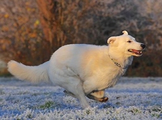 Berger blanc suisse